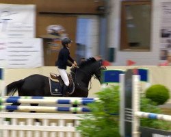 jumper Aco Monaco (Oldenburg, 2006, from Abke 4)