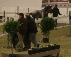 dressage horse Crunchynut G-B (Dutch Pony, 2011, from David van den Hout)