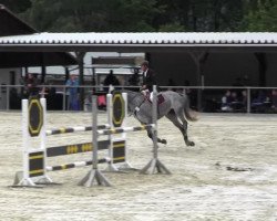 jumper Czinacorrada (Hanoverian, 2009, from Count Grannus)