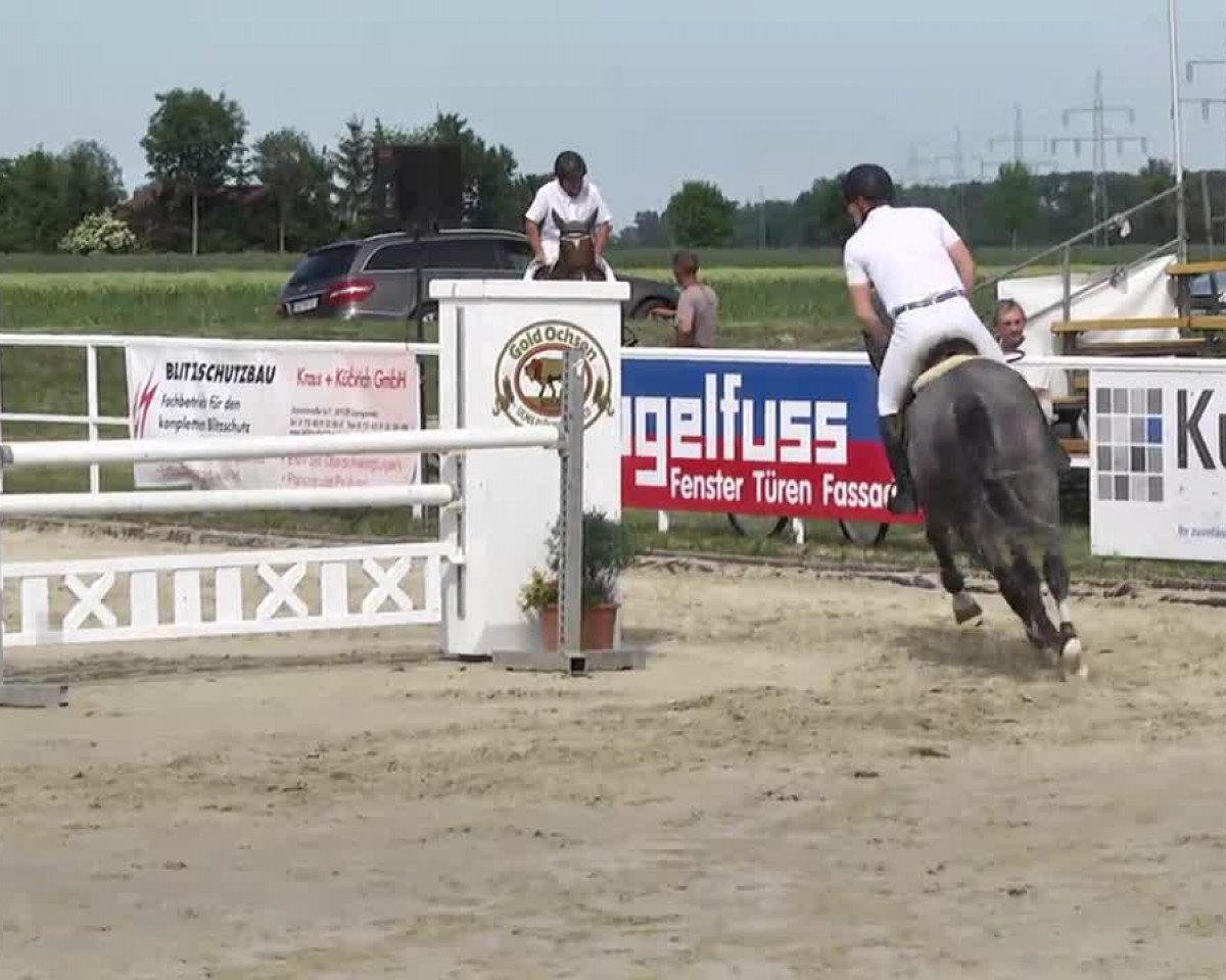 Springpferd PBM Cassiano's Boy (Holsteiner, 2009, von Cassiano)