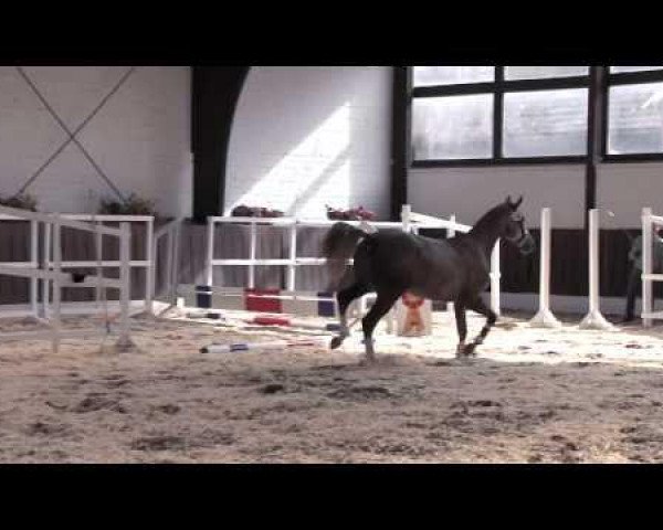 Springpferd Leandro van het Hazelarenhoekje (Belgisches Warmblut, 2011, von Adorado)