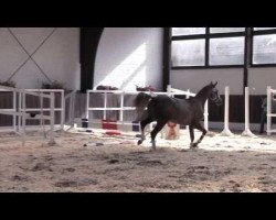 jumper Leandro van het Hazelarenhoekje (Belgian Warmblood, 2011, from Adorado)