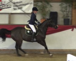 jumper Escampiero (KWPN (Royal Dutch Sporthorse), 2009, from VDL Cardento 933)