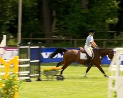 stallion Cajo 6 (Oldenburg, 2009, from Casiro I)