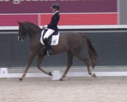 dressage horse Ballantimes (Hanoverian, 2009, from Belissimo NRW)