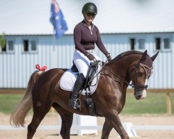 Pferd Luxe (Dutch Harness Horse/Tuigpaard, 2013)