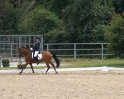 dressage horse Giacomo Casanova 2 (German Riding Pony, 2009, from Casino Royale K WE)