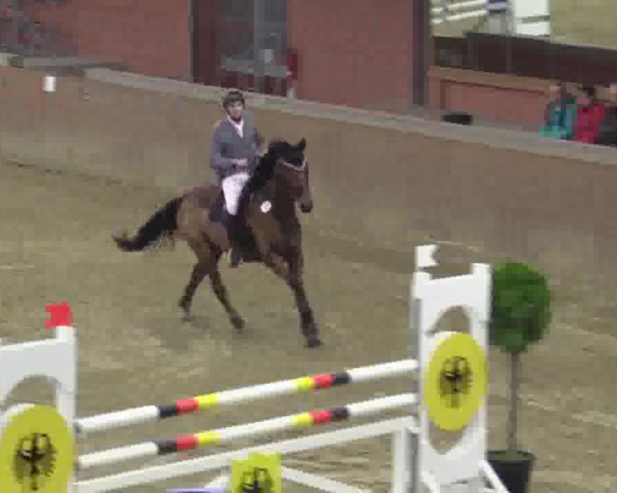 Springpferd Champion Du Bonheur (Rheinländer, 2008, von Champion For Pleasure)