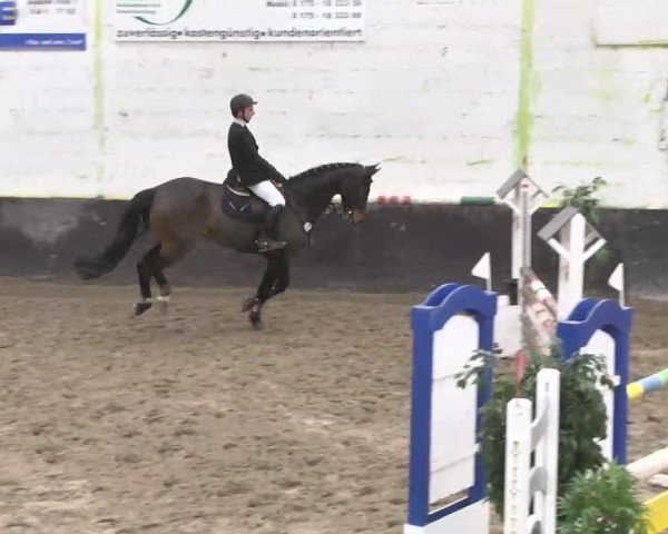 Springpferd Cashmere 34 (Westfale, 2008, von Cavalier)