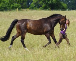 horse Daily Waters (Saxony-Anhaltiner, 1995, from Dusold)