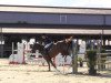 jumper Larifari 32 (Oldenburg show jumper, 2009, from Ludwig von Bayern 168 FIN)