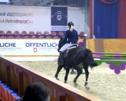 Springpferd Celine 234 (Westfale, 2009, von Canoso)