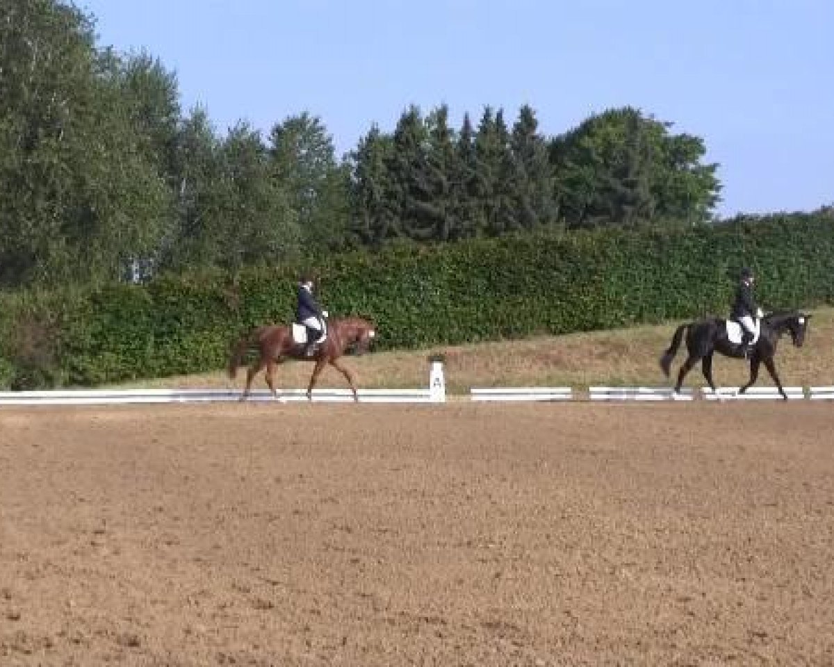 horse Hattrick Go (Trakehner, 2011, from Editorial)