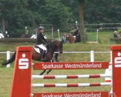 jumper Choice WE (German Riding Pony, 2007, from Charivari)