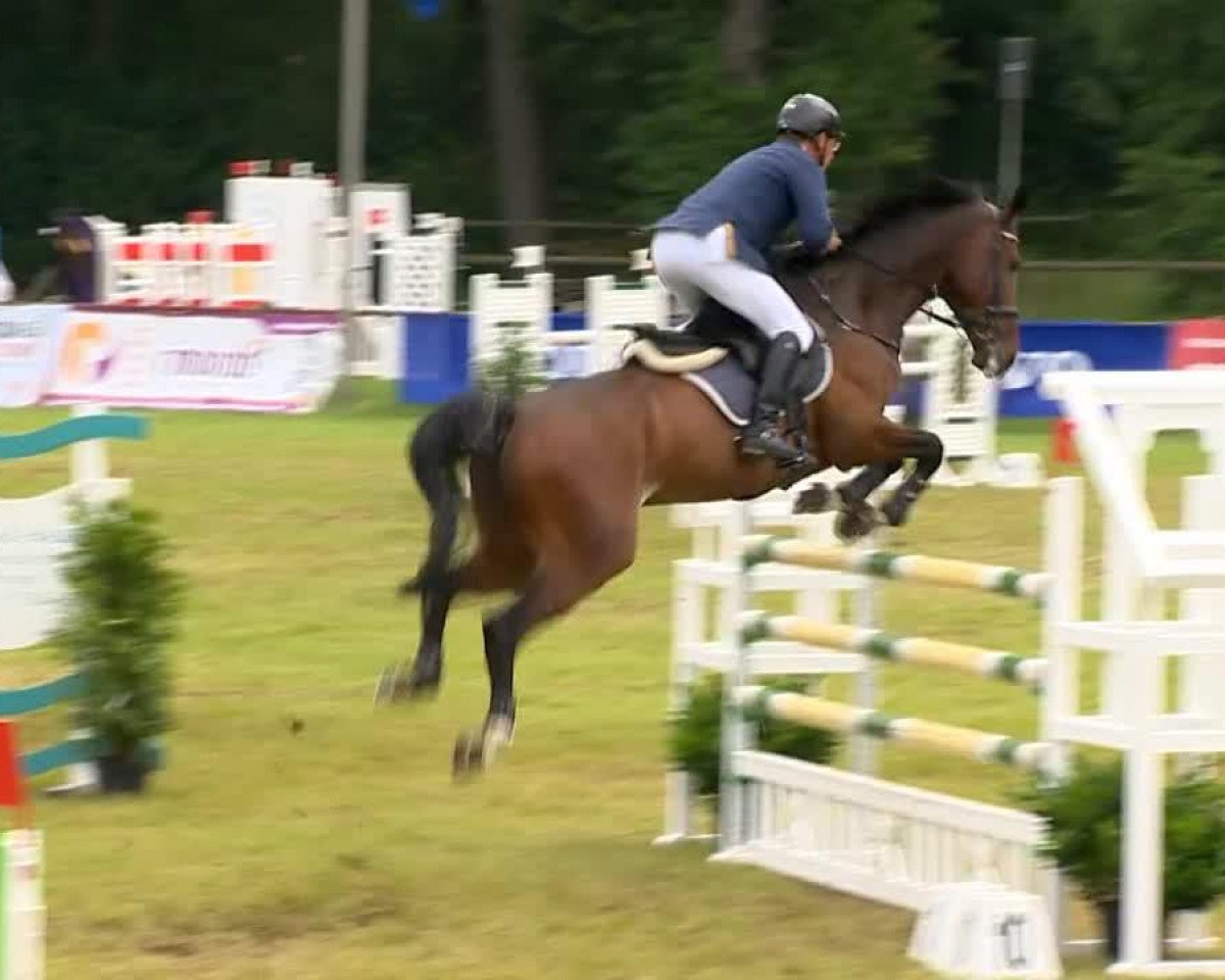 jumper DSP Crashman (German Sport Horse, 2007, from Con Sherry)