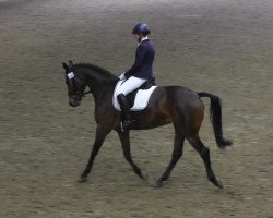 dressage horse Fahari (Westphalian, 2007, from Flovino)