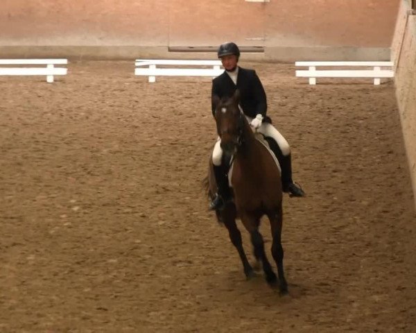 dressage horse Barbakus (Hanoverian, 2010, from Bonifatius)