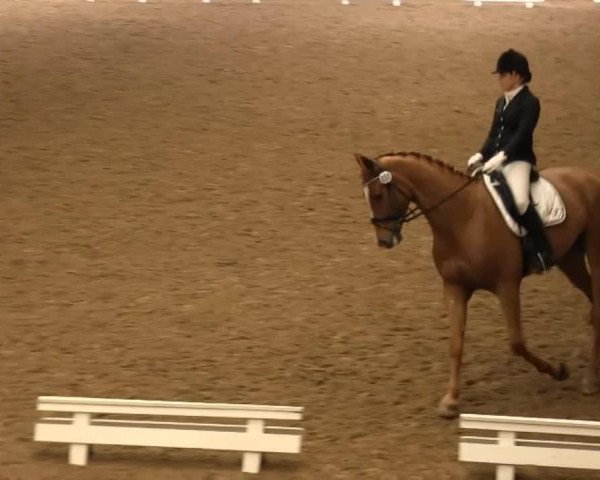 dressage horse Fernando 692 (Hanoverian, 2009, from Fiorano)