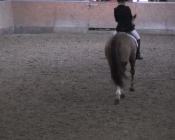 dressage horse Rostanjo (Hanoverian, 2007, from Royal Blend)