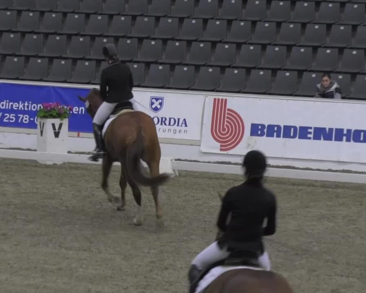 dressage horse Silbermond 36 (Hanoverian, 2010, from Scolari)