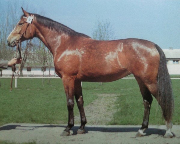 broodmare Pagina 24007 (Brandenburg, 1984, from Gardo)