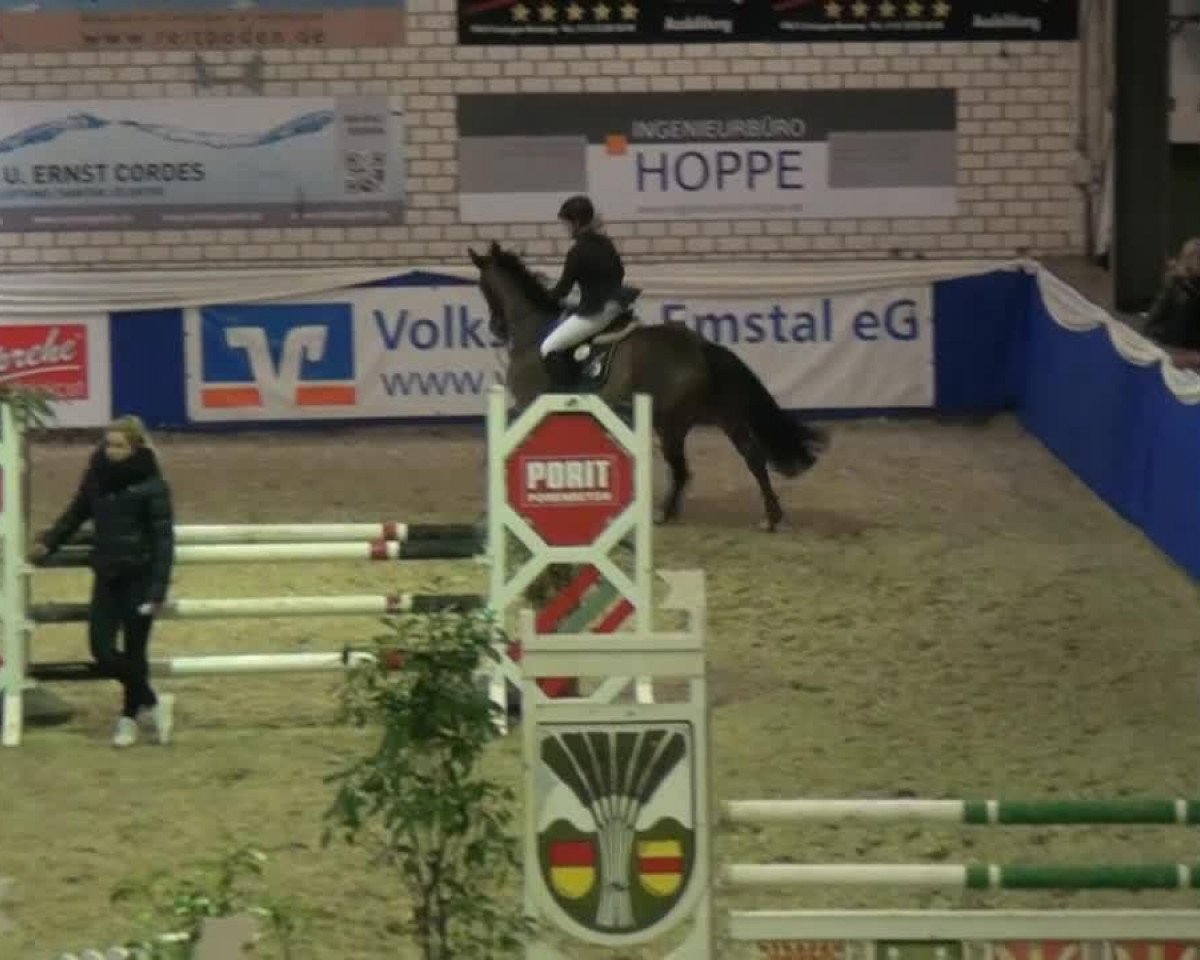 Springpferd Diarano 2 (KWPN (Niederländisches Warmblut), 2009, von Diarado)