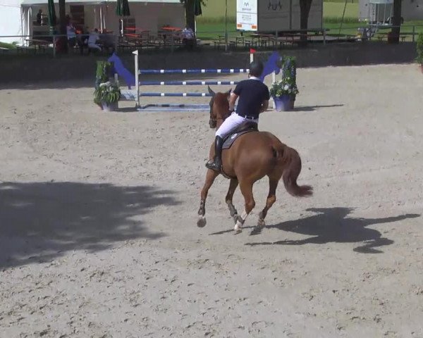 jumper Vulcano 22 (Hanoverian, 2008, from Valentino)