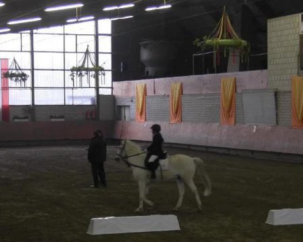 Zuchtstute Stella (Irish Sport Horse, 2010)