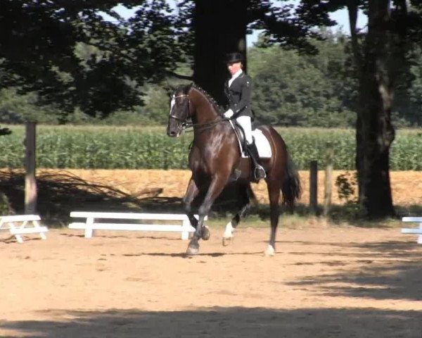 dressage horse Gredstedgards Dunhill (Danish Warmblood, 2003, from Dunhill H)