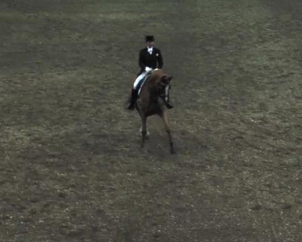 dressage horse Lloyd 32 (Hanoverian, 2000, from Londonderry)