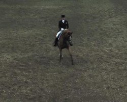 dressage horse Lloyd 32 (Hanoverian, 2000, from Londonderry)