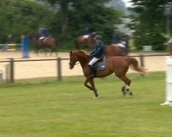 jumper Tripolis (Hanoverian, 2007, from Toronto)