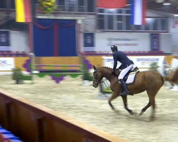 broodmare Lady Liberty O (Oldenburg show jumper, 2009, from Condeur)