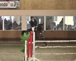 jumper Constantin (Hanoverian, 2009, from Charilan)