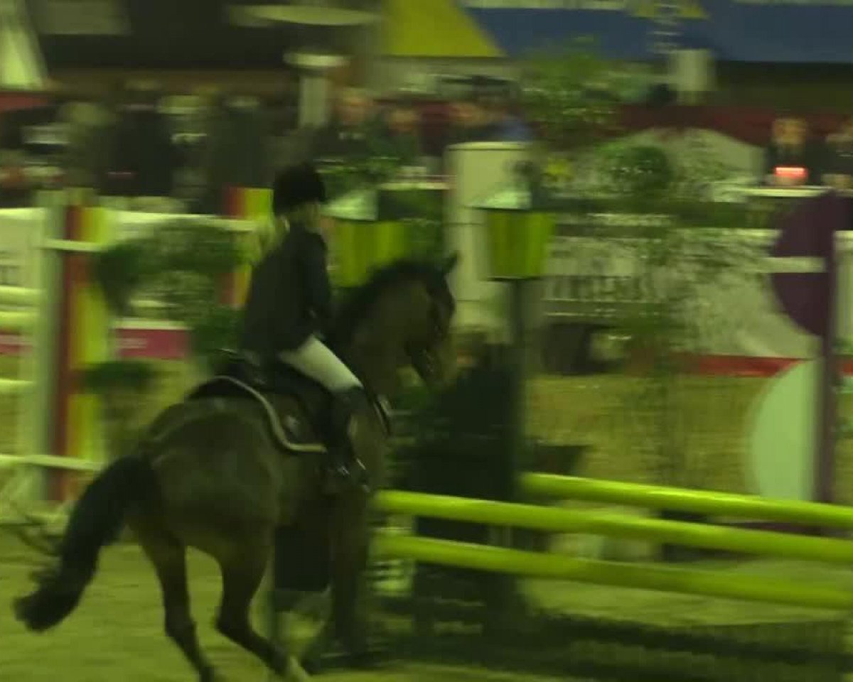 jumper Replay WE (German Riding Pony, 2008)