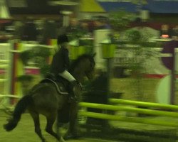 Springpferd Replay WE (Deutsches Reitpony, 2008)