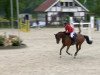 broodmare Salina 149 (Oldenburg show jumper, 2008, from Cevin Costner)