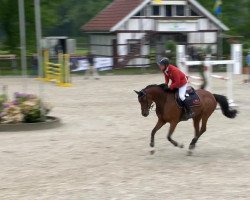 broodmare Salina 149 (Oldenburg show jumper, 2008, from Cevin Costner)