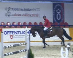 broodmare Cinderella 669 (Oldenburg show jumper, 2008, from Calico 8)