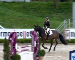 jumper Shytan (Oldenburg show jumper, 2009, from Sir Shutterfly)