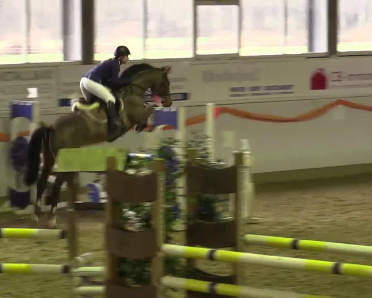 Springpferd Elton Von Rocherath (Belgisches Warmblut, 2004, von Lambada van Berkenbroeck)