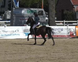 broodmare China (KWPN (Royal Dutch Sporthorse), 2007, from Nonstop)