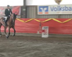 jumper Chaccoleur (Oldenburg show jumper, 2009, from Chacco-Blue)