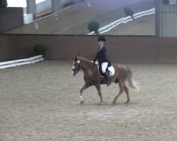 dressage horse Felix 2066 (Hanoverian, 1995)