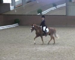 dressage horse Felix 2066 (Hanoverian, 1995)