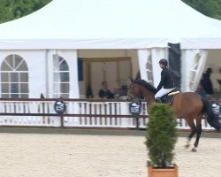 jumper Easy Diamond (Italian Warmblood, 2008, from Diamant de Semilly)