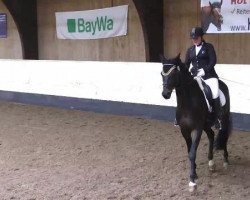 dressage horse Rigoletto 194 (Hanoverian, 2006, from Royal Blend)