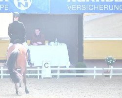 dressage horse Armstrong 38 (Bavarian, 2007, from Alassio's Boy)