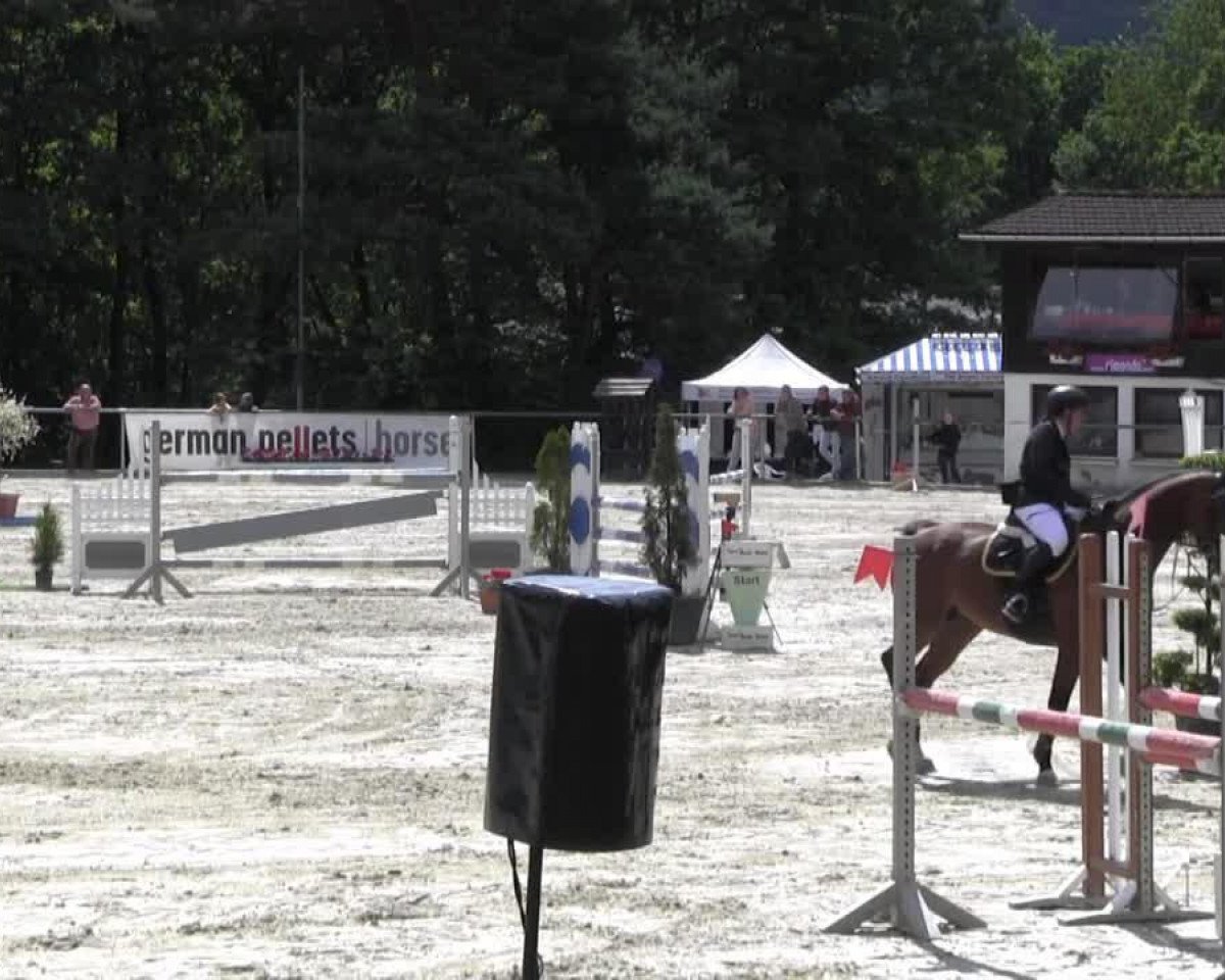 jumper Cincinnati 29 (Oldenburg show jumper, 2008, from Clinton)