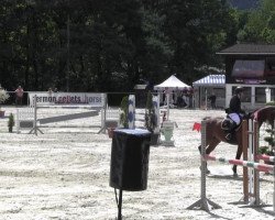 jumper Cincinnati 29 (Oldenburg show jumper, 2008, from Clinton)